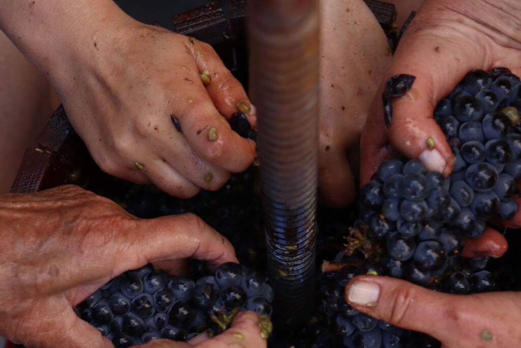 Three Generations of Hands Crushing Grapes